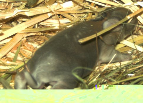 hbaby-a5.jpg