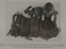 Zwerge1k.JPG