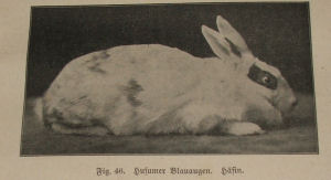 Husumer_Blauauge.JPG