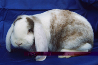 Foto von der Site:<br />http://www.schlappohrenvilla-kunterbunt.de/page3.php