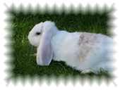 Foto von der Site: <br />http://www.schlappohrenvilla-kunterbunt.de/page2.php