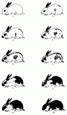 Grading scale for classification of english rabbits. Grades 1 and 2 as seen in homocygous „checkered giants.” Grades 7 to 10 show dark modifications of English due to special genes. After drawings by C. E. Keeler.<br /><br />Bildzitat: Castle, William E., und Paul B. Sawin. 1932. Contributions to the genetics of the domestic rabbit. veröffentlicht in 1932, Carnegie Institution of Washington.