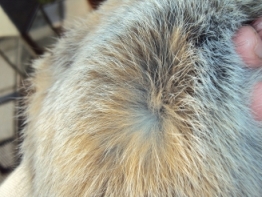 Silber5.jpg