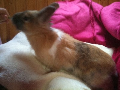 Pelle