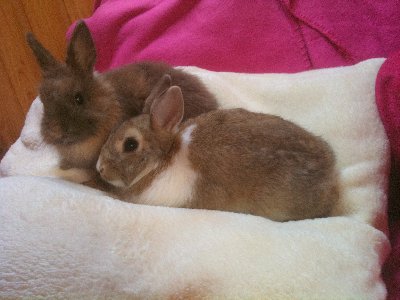 Leo und Isolde