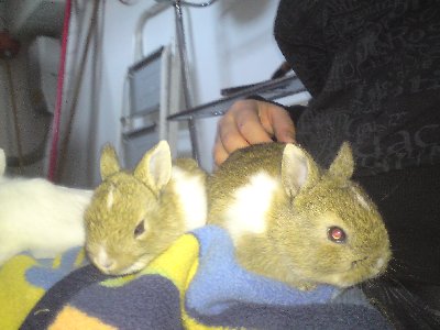 isolde und ihre schwester tristan