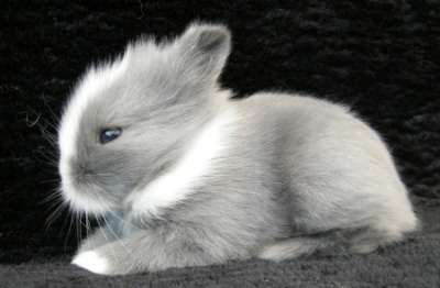 Baby Joana blau Rammler 1804.jpg
