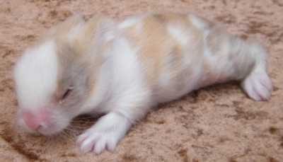Baby Juanez gelb 1304 links.jpg