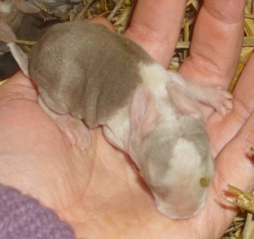 WO-Chinchilla-havanna mit durchgehendem Bauchring und Blesse!