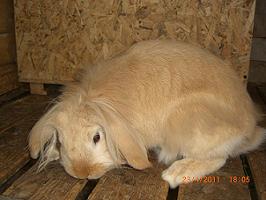 weibchen ( mutter einfarbig apricot?, vater albino)<br />genformel: AbCDg / ?<br />ganz leichte Maehne