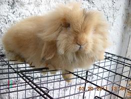 Das ist Haydut (Vater Albino, Mutter unbekannt)<br />genformel: AbjcDg ?<br />doppelte maehne