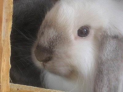 chinmarder4.jpg
