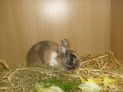 Löffelohr Rammler Barni