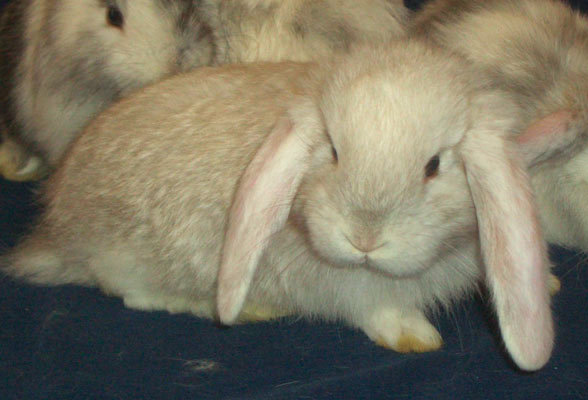 Babyfoto Schwarzgrannenrhön