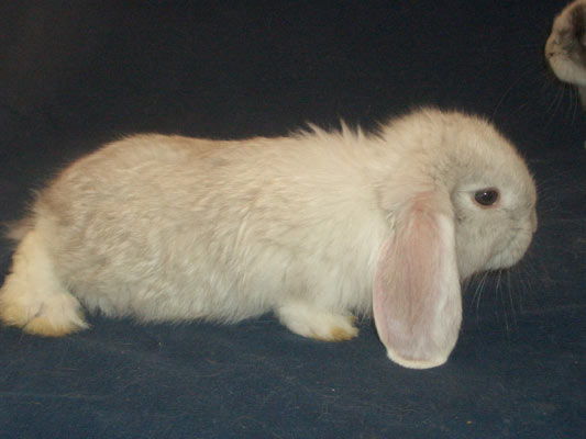 Babyfoto Schwarzgrannenrhön