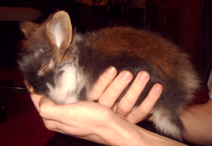 Das ist unser Gismo (Löwenkopf)