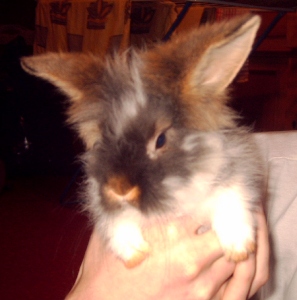 Gismo