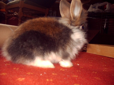 gismo4 total fertig.jpg