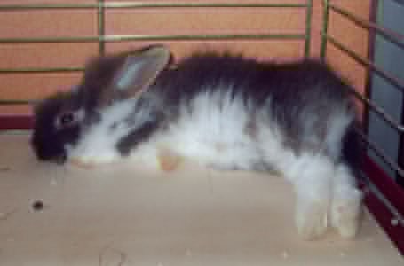 gismo3 total fertig.jpg